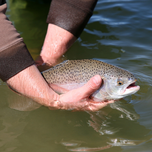 Trout Unlimited and Green Ice Melt